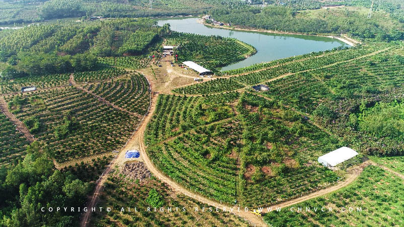 【全域分享】航拍中科富硒廉江紅橙基地，領略廉江紅橙生態種植